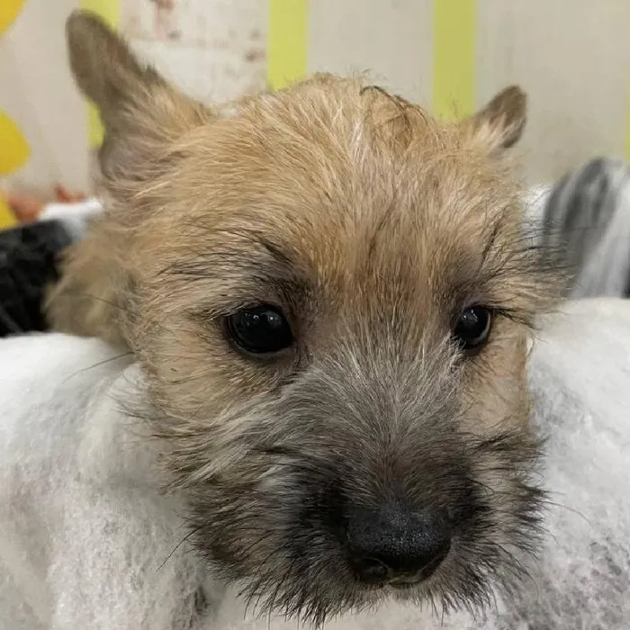 Female Cairn Terrier Puppy for Sale in Monroeville, PA