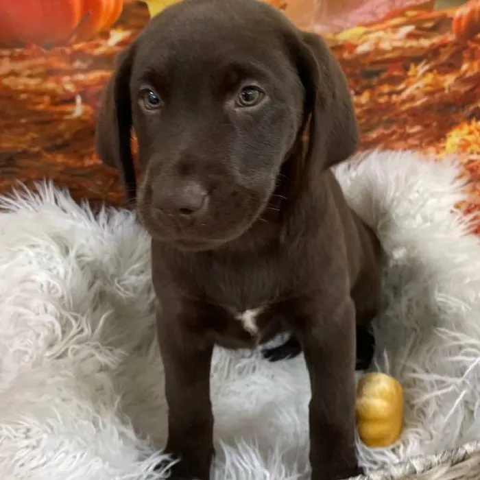 Female Labrador Retriever Puppy for Sale in Monroeville, PA