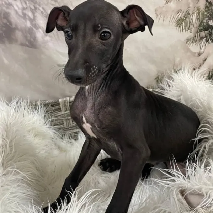 Male Italian Greyhound Puppy for Sale in Monroeville, PA