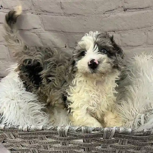Female Mini Sheepadoodle Puppy for Sale in Pittsburgh, PA