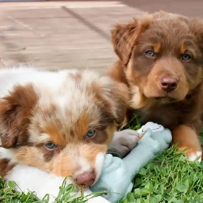 Australian Shepherd Puppies for Sale