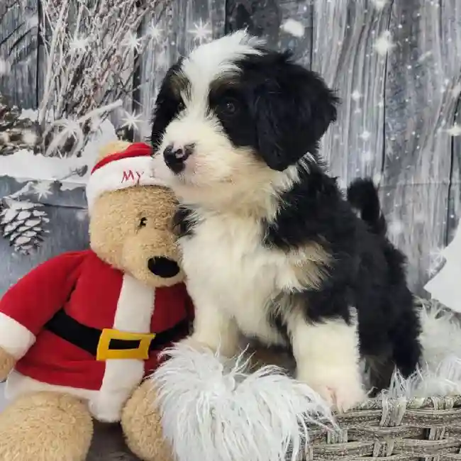 Male Mini Bernedoodle 2nd Gen Puppy for Sale in Monroeville, PA