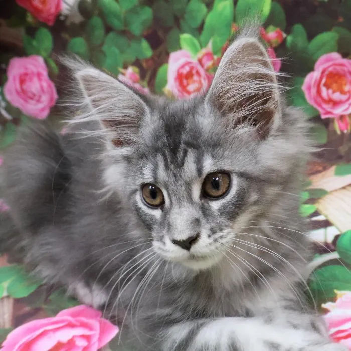 Female Maine Coon Kitten for Sale in Monroeville, PA