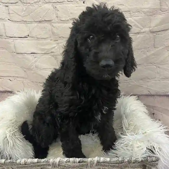 Female Goldendoodle 2nd Gen. Puppy for Sale in Monroeville, PA