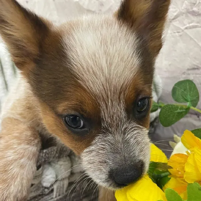 Male Australian Cattle Dog Puppy for Sale in Monroeville, PA