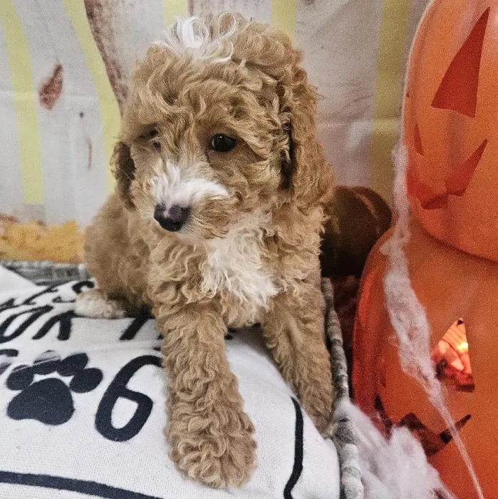 Male Mini Poodle puppy for sale at Petland Monroeville.