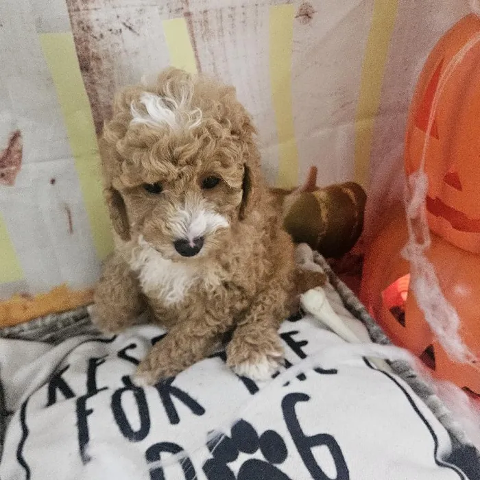 Male Mini Poodle puppy for sale at Petland Monroeville.