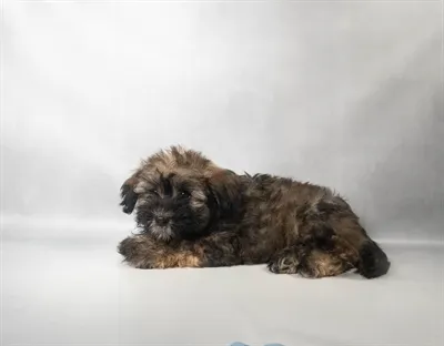 Male Havanese puppy for sale at Petland Monroeville.