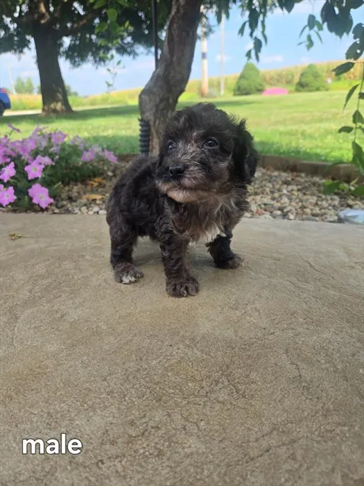 Male Mini Poodle puppy named Richard for sale at Petland Monroeville.