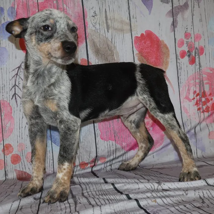 Male Australian Cattle Dog puppy named Mark for sale at Petland Monroeville.
