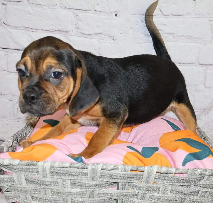 Male Puggle puppy named Joseph for sale at Petland Monroeville.