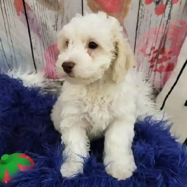 Male Bichon- Poo puppy for sale at Petland Monroeville.