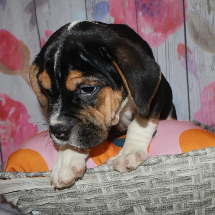 Male Beabull puppy named Richard for sale at Petland Monroeville.