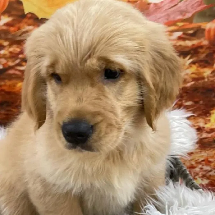 Female Golden Retriever puppy for sale at Petland Monroeville.