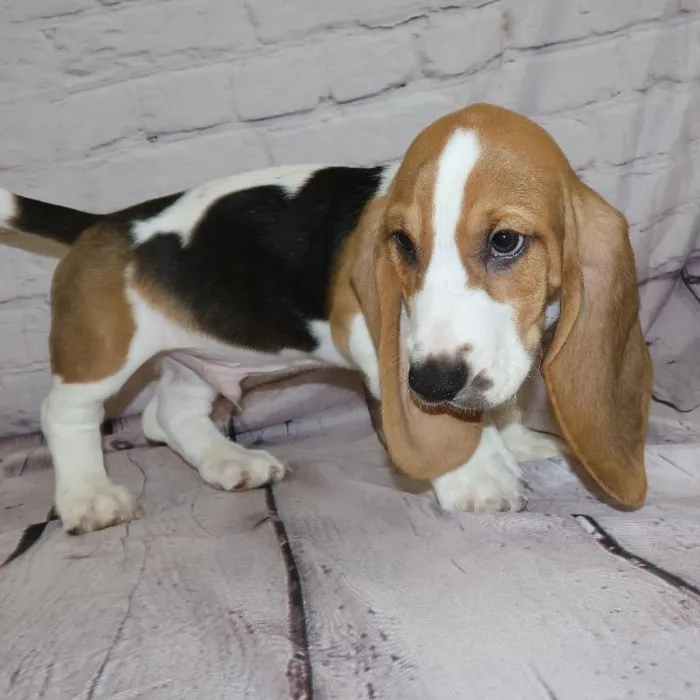 Male Basset Hound puppy for sale at Petland Monroeville.
