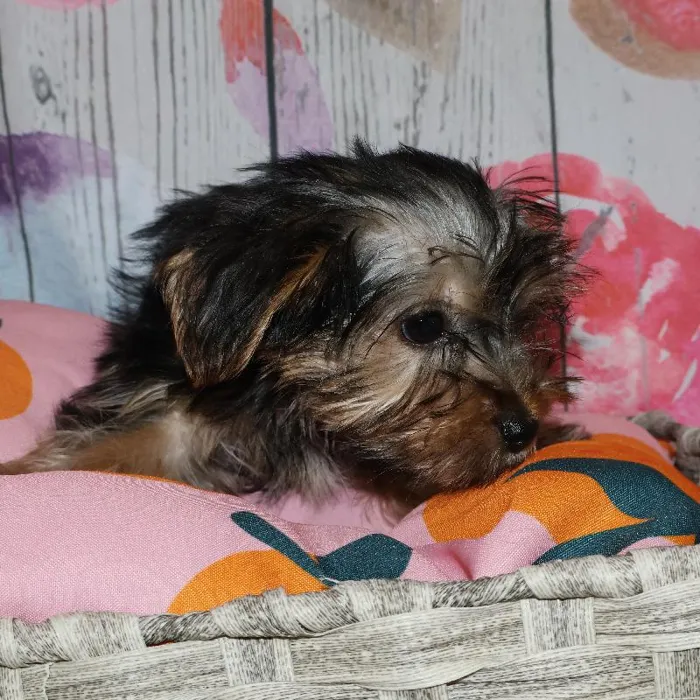 Female Yorkie puppy named Camie for sale at Petland Monroeville.