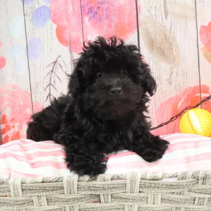 Male Yorkie-Poo puppy named Everett for sale at Petland Monroeville.