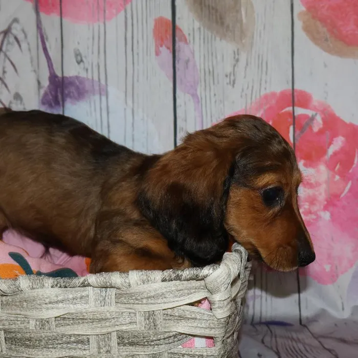 Male Dachshund puppy named Darryl for sale at Petland Monroeville.