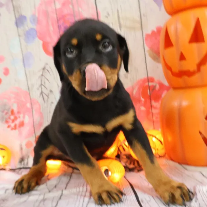 Male Rottweiler puppy named Carl for sale at Petland Monroeville.