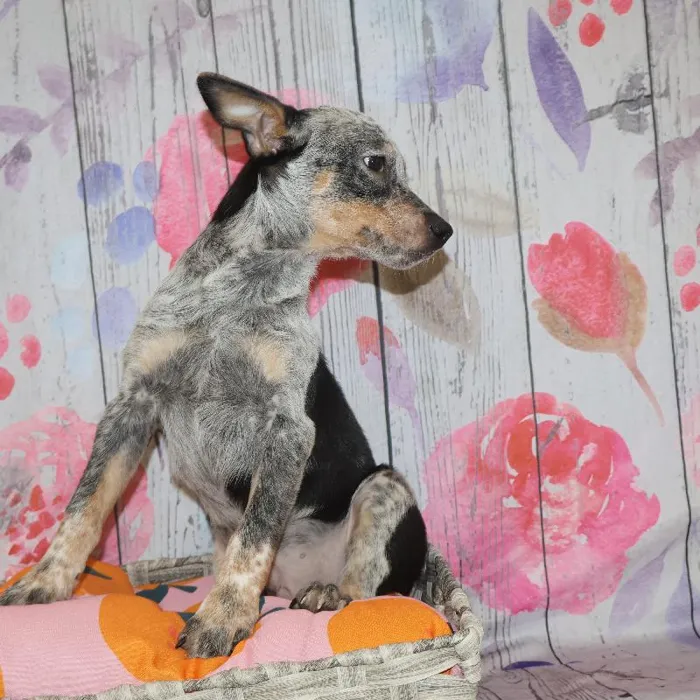 Male Australian Cattle Dog puppy named Mark for sale at Petland Monroeville.