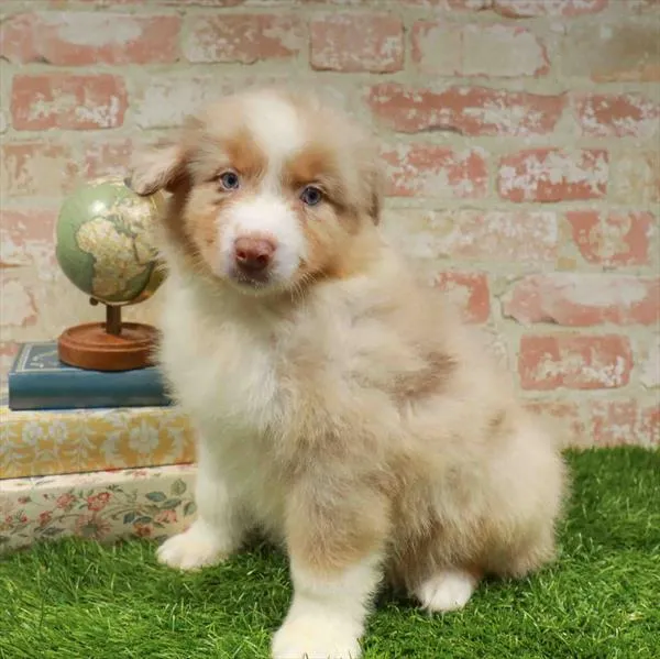 Male Australian Shepherd puppy for sale at Petland Monroeville.