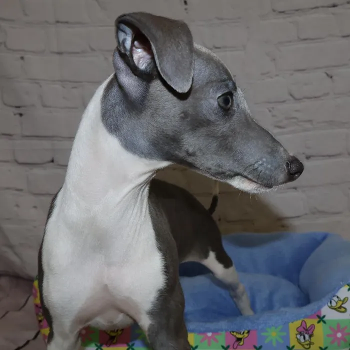 Male Italian Greyhound puppy named John for sale at Petland Monroeville.