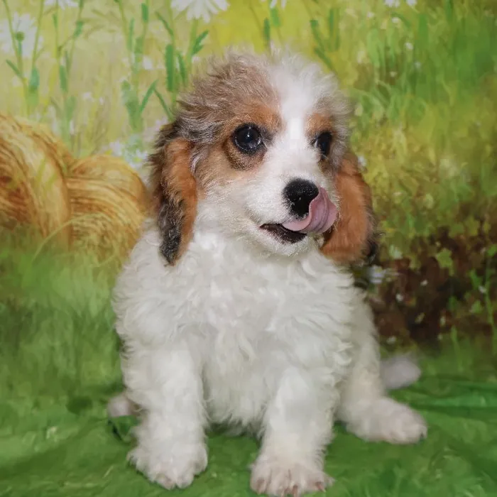 Female Cavapoo puppy named Bonnie for sale at Petland Monroeville.