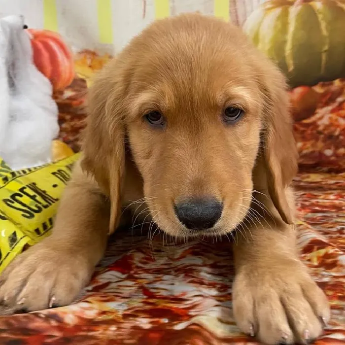 Male Golden Retriever puppy for sale at Petland Monroeville.