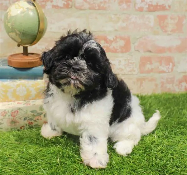 Male Shih Tzu puppy for sale at Petland Monroeville.
