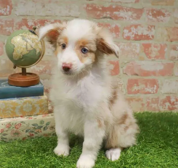 Male Toy Australian Shepherd puppy named Rickie for sale at Petland Monroeville.