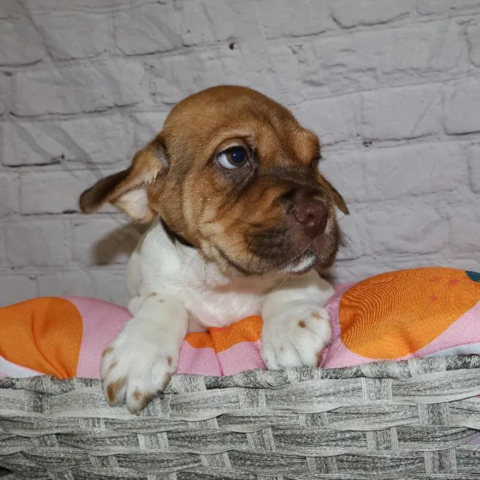 Male Mini Hippo puppy named Rodney for sale at Petland Monroeville.