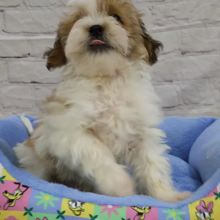 Male Teddy Bear puppy named John for sale at Petland Monroeville.