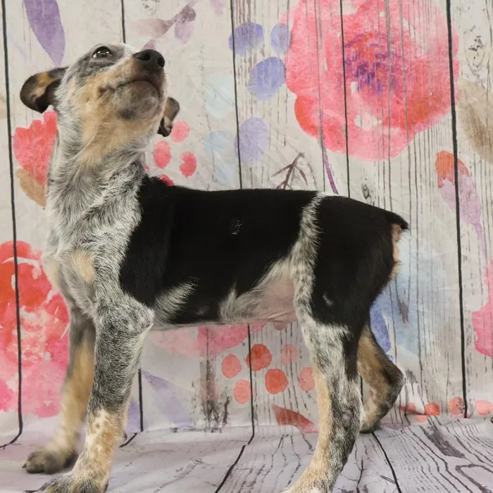 Male Australian Cattle Dog puppy named Mark for sale at Petland Monroeville.