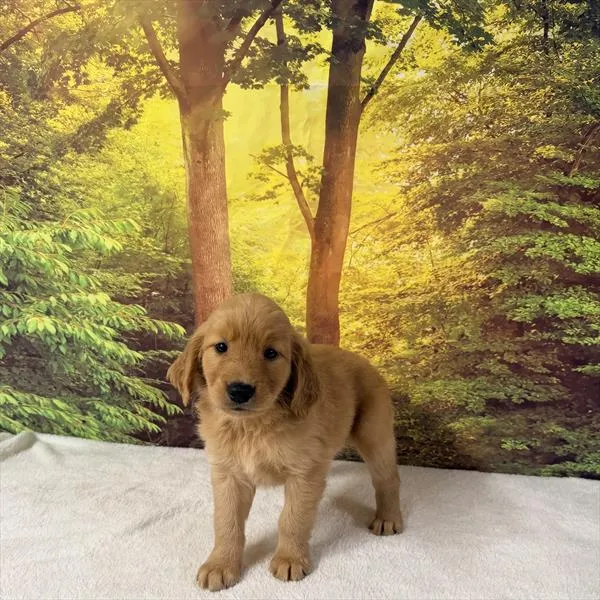 Female Golden Retriever puppy for sale at Petland Monroeville.