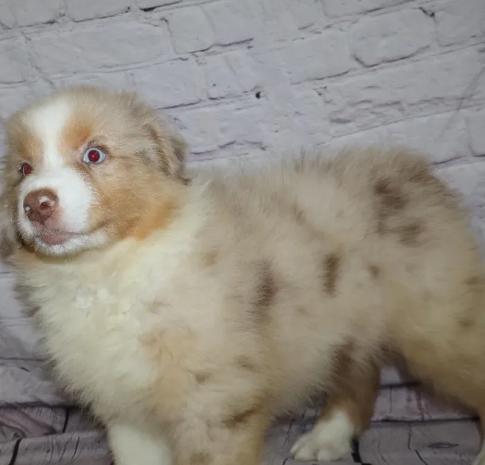 Male Australian Shepherd puppy named Kenneth for sale at Petland Monroeville.