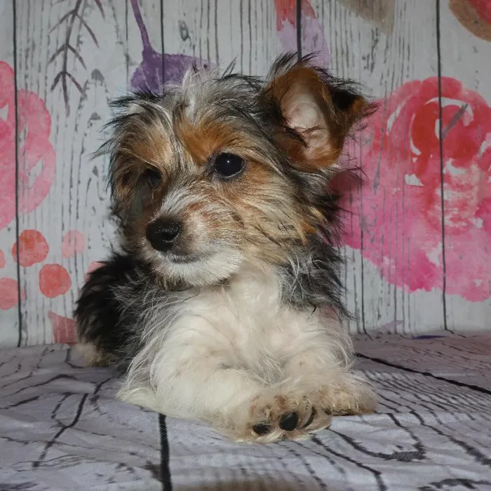 Female Yorkie puppy named Kristy for sale at Petland Monroeville.