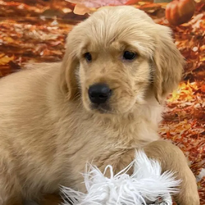 Female Golden Retriever puppy for sale at Petland Monroeville.