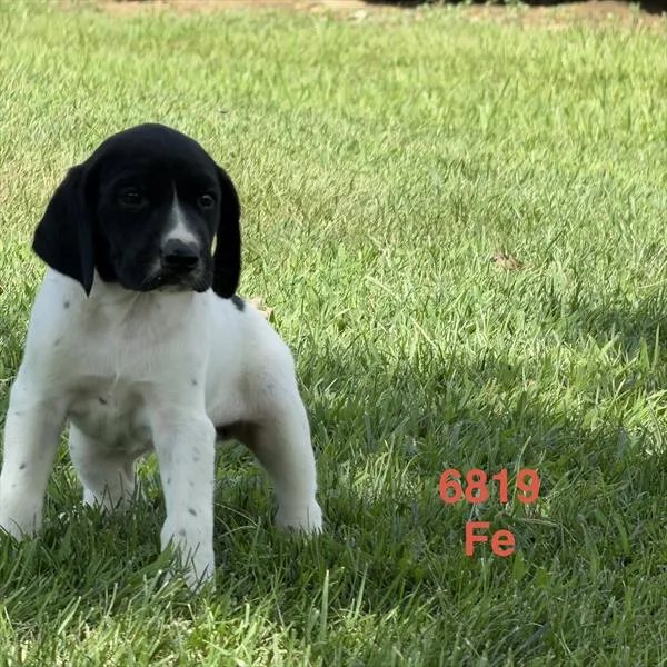 Female German Shorthaired Pointer puppy named Betty for sale at Petland Monroeville.