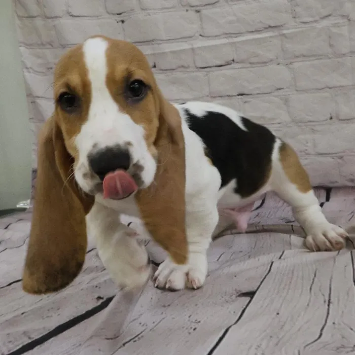 Male Basset Hound puppy for sale at Petland Monroeville.