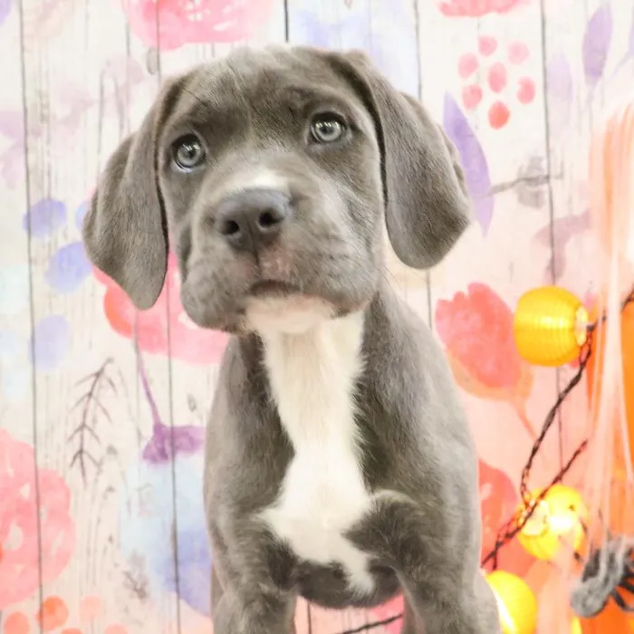 Female Cane Corso puppy named Ivette for sale at Petland Monroeville.