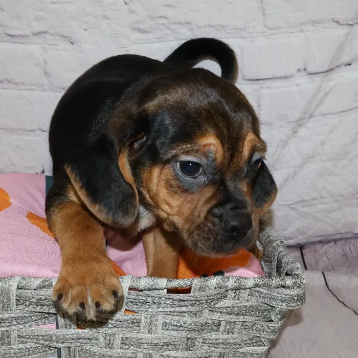 Male Puggle puppy named Joseph for sale at Petland Monroeville.