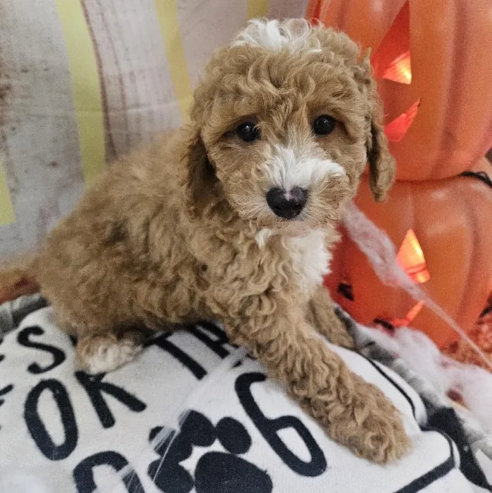 Male Mini Poodle puppy for sale at Petland Monroeville.
