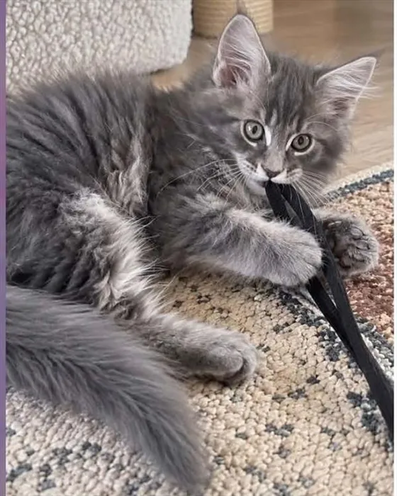 Male Maine Coon kitten named James for sale at Petland Monroeville.