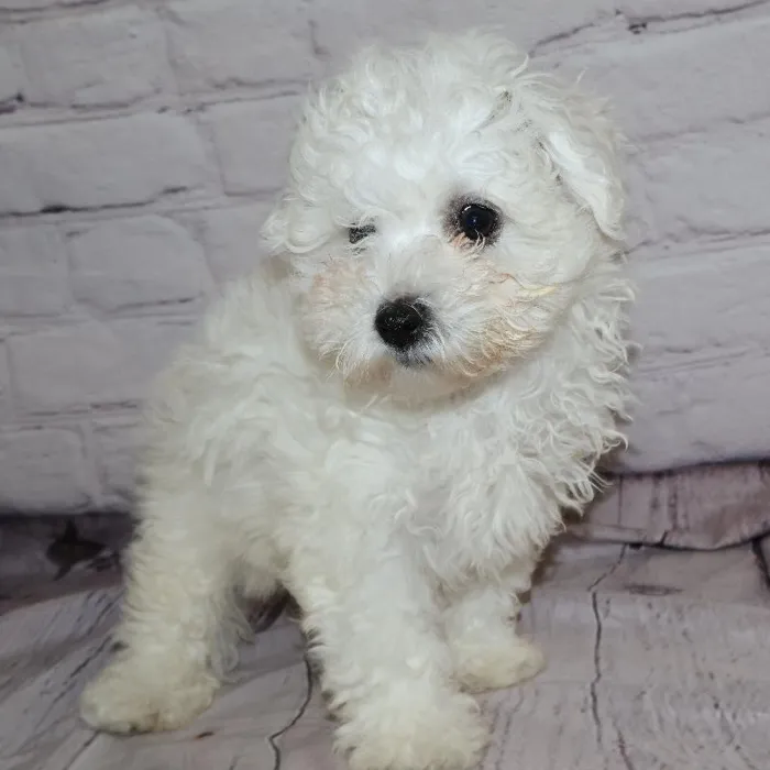 Male Bichon puppy named Ray for sale at Petland Monroeville.