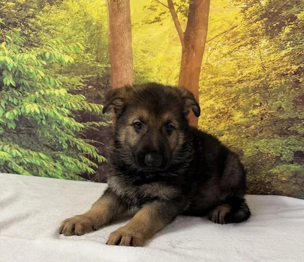Male German Shepherd puppy for sale at Petland Monroeville.