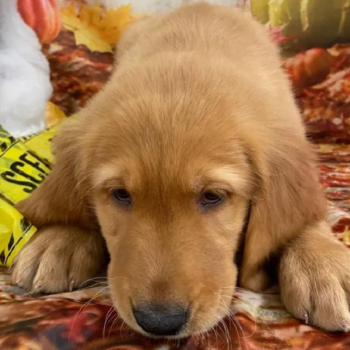 Male Golden Retriever puppy for sale at Petland Monroeville.