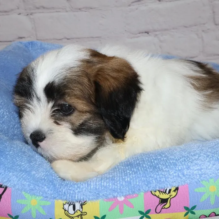 Female Lhasa Apso puppy named Nicky for sale at Petland Monroeville.