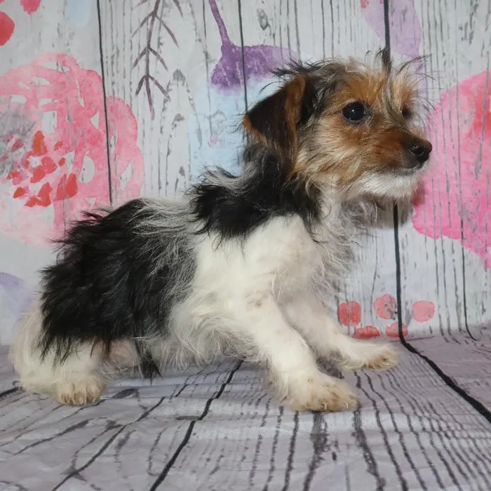 Female Yorkie puppy named Kristy for sale at Petland Monroeville.