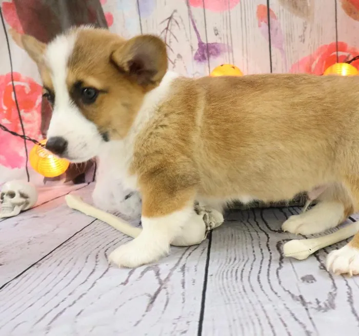 Male Pembroke Welsh Corgi puppy named Harry for sale at Petland Monroeville.