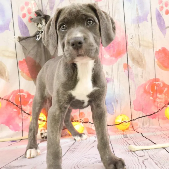 Female Cane Corso puppy named Ivette for sale at Petland Monroeville.